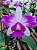 kit 3 plantas de Cattleya intermedia - Imagem 1