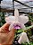 kit 3 plantas de Cattleya intermedia - Imagem 3