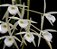 Brassavola tuberculata - Imagem 1