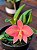 Sophronitis Coccinea X Sophronitis Wittigiana - Imagem 1