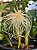 Bulbophyllum Medusae Alba - Imagem 2