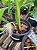 Bulbophyllum Medusae Alba - Imagem 3