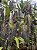 Bulbophyllum Lobby - Imagem 2