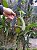 Bulbophyllum Lobby - Imagem 1