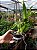 Oncidium Crispum Albo - Imagem 1