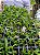 Angraecum Didieri - Imagem 3