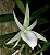 Angraecum Didieri - Imagem 1