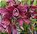 Cymbidium Kiwi Baron - Imagem 1