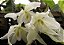Paphinia herrerae var. alba - Imagem 2