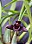 KIT Orquídeas negras - Imagem 3