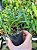 KIT Orquídeas negras - Imagem 4