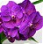 V. Somsri Pink X Dr. Anek X Kamsem's Delight, Nº252 - Imagem 1