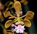 Encyclia bragancae - Imagem 2