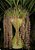 Coelogyne dayana - Imagem 1