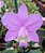 Cattleya Loddigesii - Imagem 1