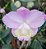 Cattleya Loddigesii - Imagem 2