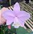 Cattleya Loddigesii - Imagem 3
