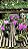 Cattleya Walkeriana Tipo - Imagem 4