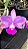 Cattleya Walkeriana Tipo - Imagem 1