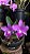 Cattleya Walkeriana Tipo - Imagem 3