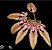 Bulbophyllum venulosum - Imagem 1