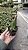 Rhyncholaelia glauca - Imagem 3