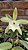 Rhyncholaelia glauca - Imagem 1