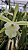 Rhyncholaelia glauca - Imagem 2