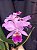 Cattleya labiata tipo  (clara) - Imagem 1