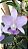 Cattleya Walkeriana Coerulea - Imagem 1