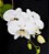 Phalaenopsis amabilis - Imagem 2