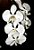 Phalaenopsis amabilis - Imagem 1