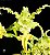 Dendrobium spectabile var. aureum - Imagem 1
