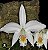 Laelia jongheana alba - Imagem 1