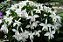 Laelia jongheana alba - Imagem 2