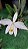 Laelia jongheana alba - Imagem 4