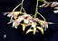 Dendrobium platygastrium - Imagem 1