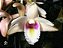 Dendrobium platygastrium - Imagem 2