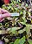 Dendrobium platygastrium - Imagem 3