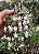 Phalaenopsis parishii - Imagem 1