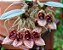 Bulbophyllum frostii - Imagem 2