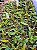 Bulbophyllum frostii - Imagem 3
