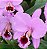 Cattleya Percivaliana "Thiago" - Imagem 1
