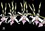 Dendrobium stratiotes - Imagem 2