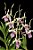 Dendrobium stratiotes - Imagem 1