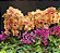 Curso de Phalaenopsis - Imagem 1