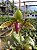 Curso de Phapiopedilum - Imagem 1