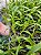 Coryanthes macrantha - Imagem 2