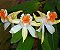 Dendrobium schrautii - Imagem 1