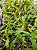 Dendrobium schrautii - Imagem 2